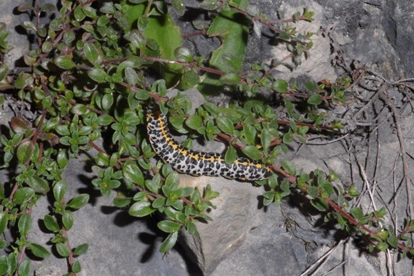 Cucullia campanulae